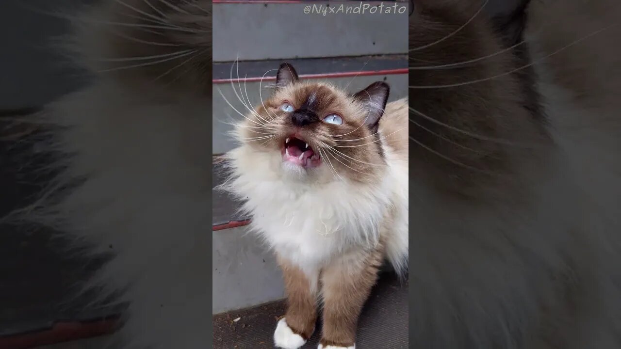 Adorable Himalayan Cat Chattering - Charming Colorpoint Persian