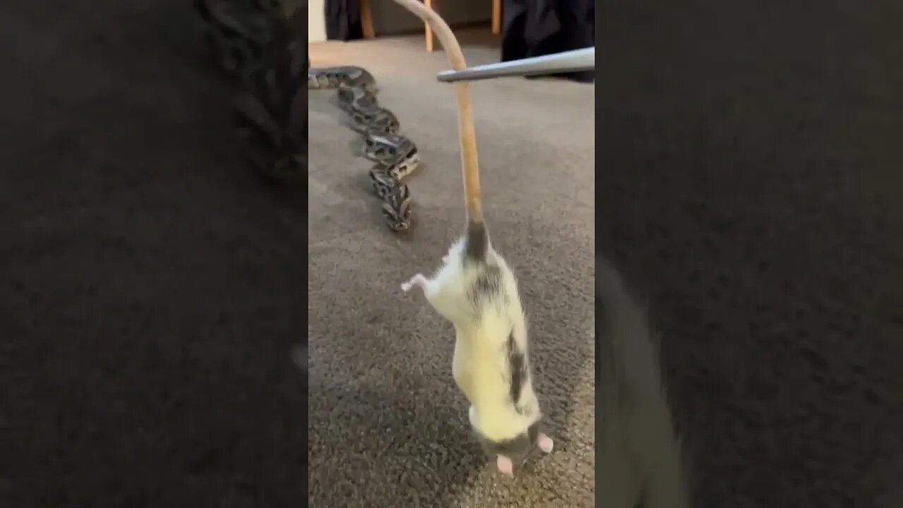 My GIANT Python Chasing A Rat In My Bedroom! 🐀🐍