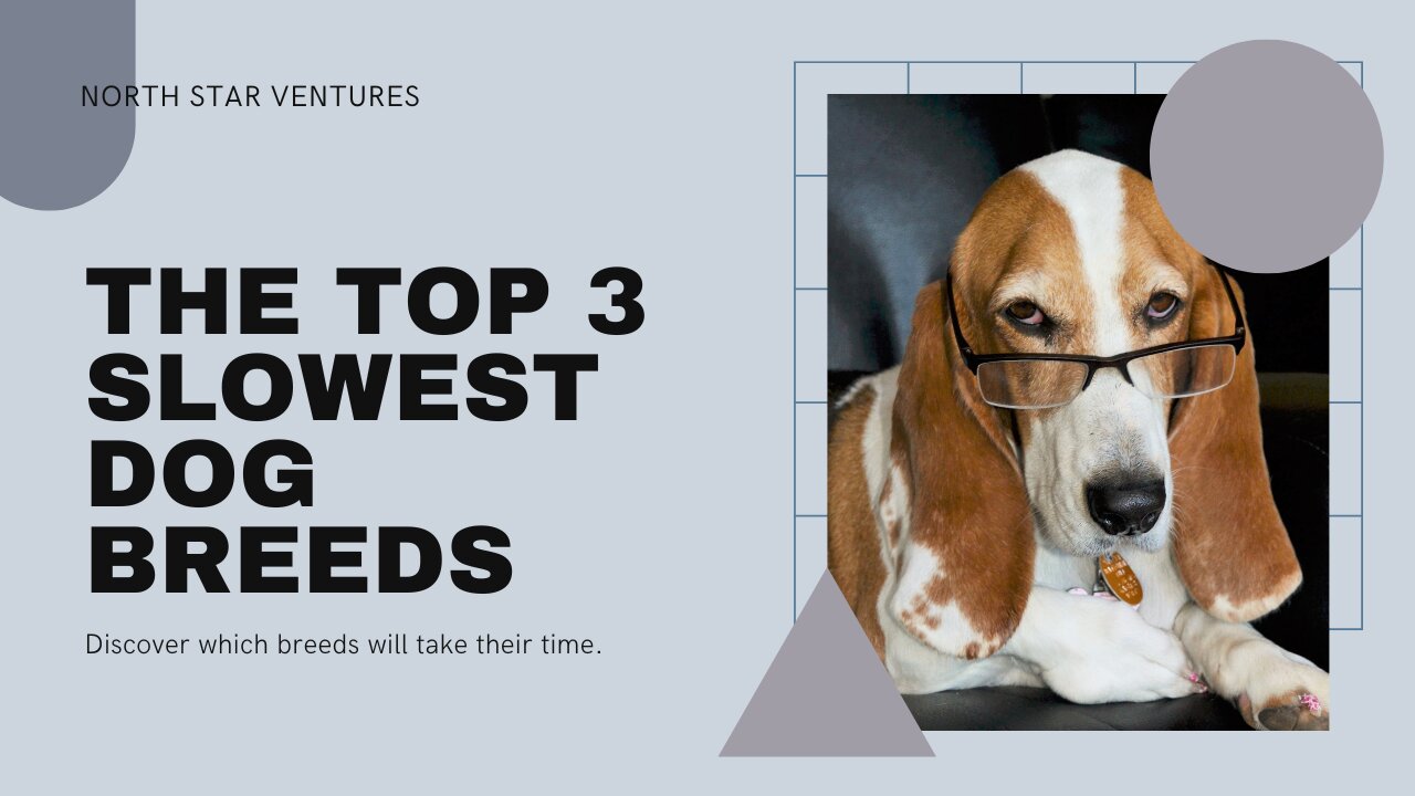 The Leisurely Giants: Top 3 Slowest Dog Breeds