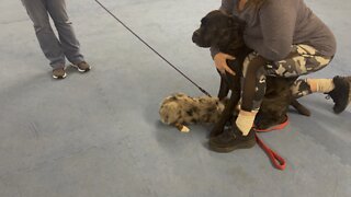 Queen Sophia Kay of the South AKC more preclass play with Remy