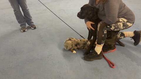 Queen Sophia Kay of the South AKC more preclass play with Remy
