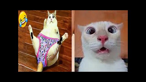 Cat and dog funny videos it can make you cry 🤣🤣🤣 So ready for having a #cats #dogs #funnyvideo
