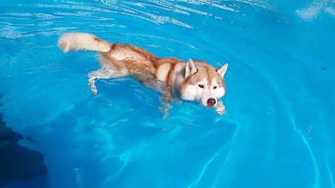 Husky puchi who enjoys swimming... dog swimming