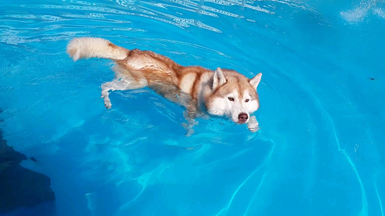 Husky puchi who enjoys swimming... dog swimming