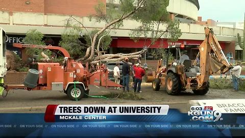 mckale center tree down