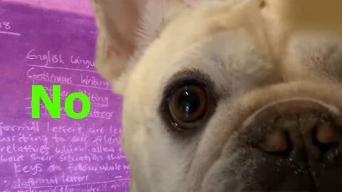 A Dog Can Teach English