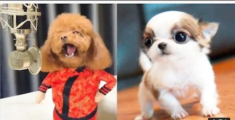 You will laugh at all the DOGS🤣funny DOGS videos😭🐕🐕