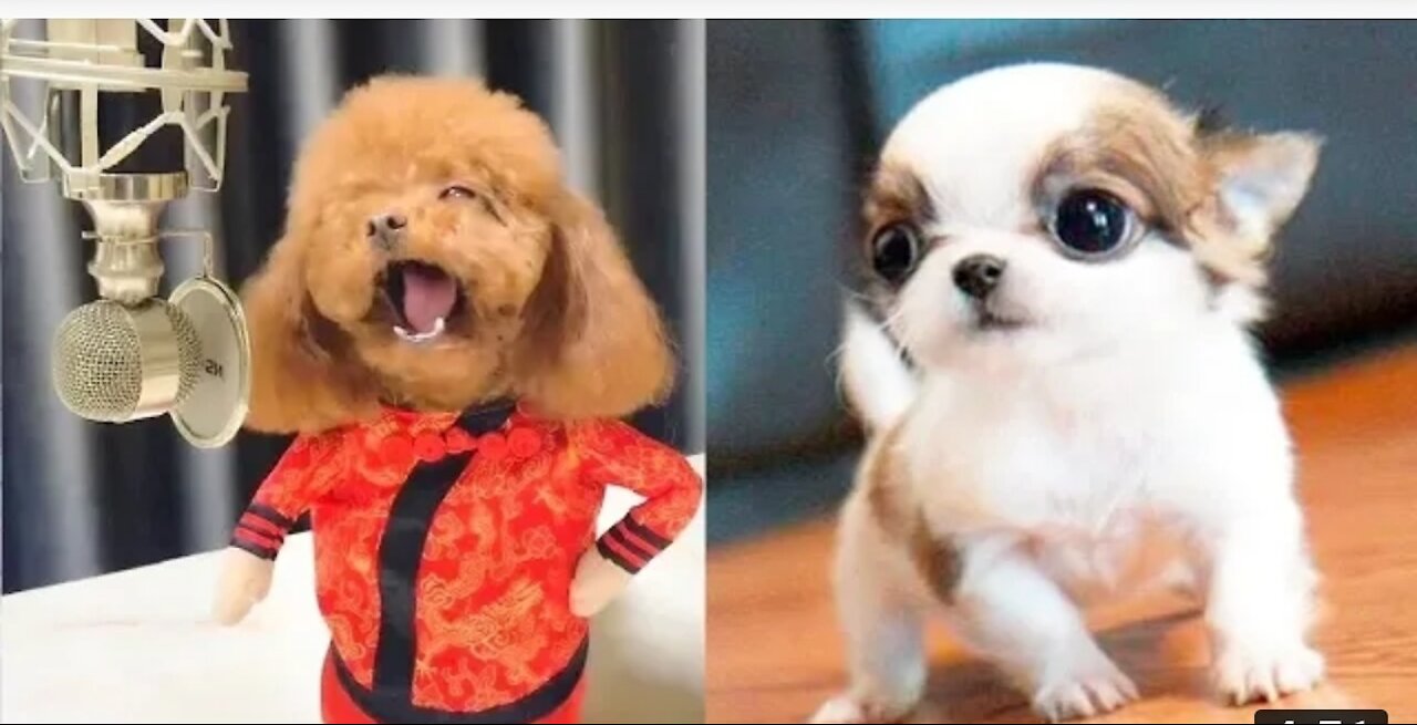 You will laugh at all the DOGS🤣funny DOGS videos😭🐕🐕