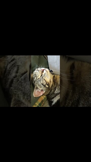 Feral kitten fast asleep.