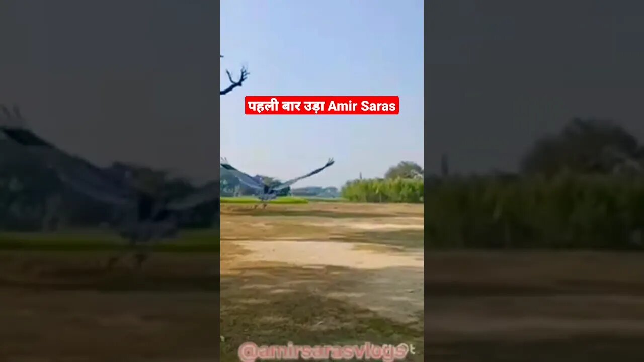 Amir ke Saras ki pehle udaan/First Fly #amirsarus #amiraursaras #subscribe #shortsviral #sarasarif