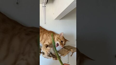 Desperately Trying To Grab The Toy #catlife