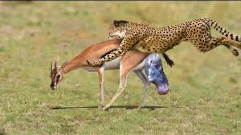 NEWBORN IMPALA LUCKY ESCAPE FROM FIVE CHEETAH CHASING Mother Impala Giving Birth