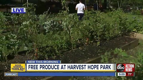 Free produce offered in University Area food desert