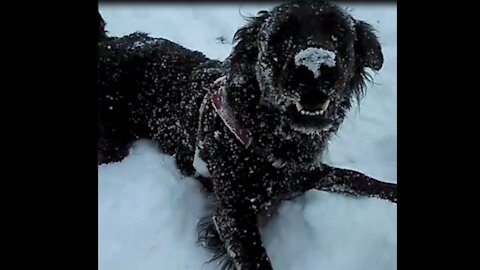 Kali Playing In The Snow (my golden retriever / labrador)