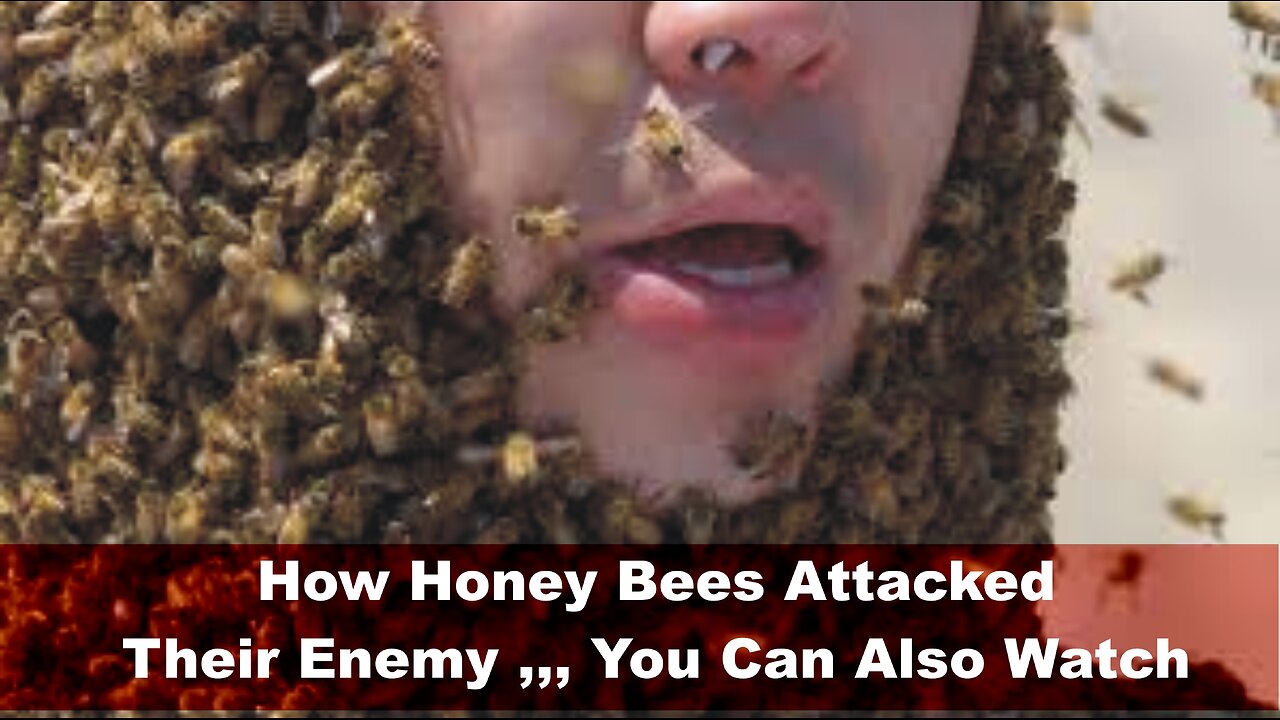 How honey bees attack their enemy