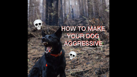 How To Make Your Dog Aggressive
