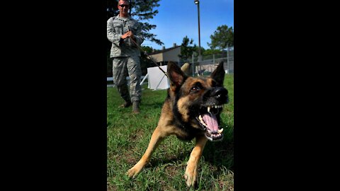 How to train a dog to become aggressive instantly