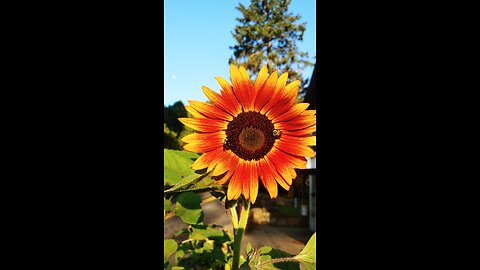 sunflowers 2024