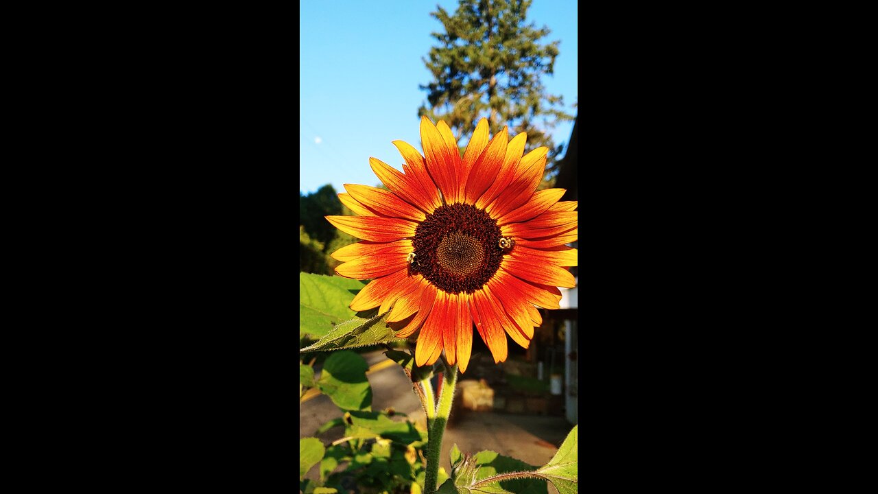 sunflowers 2024