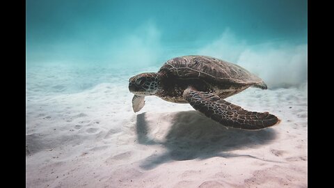 Underwater wonders with relaxing music- coral reefs and colourful sea life