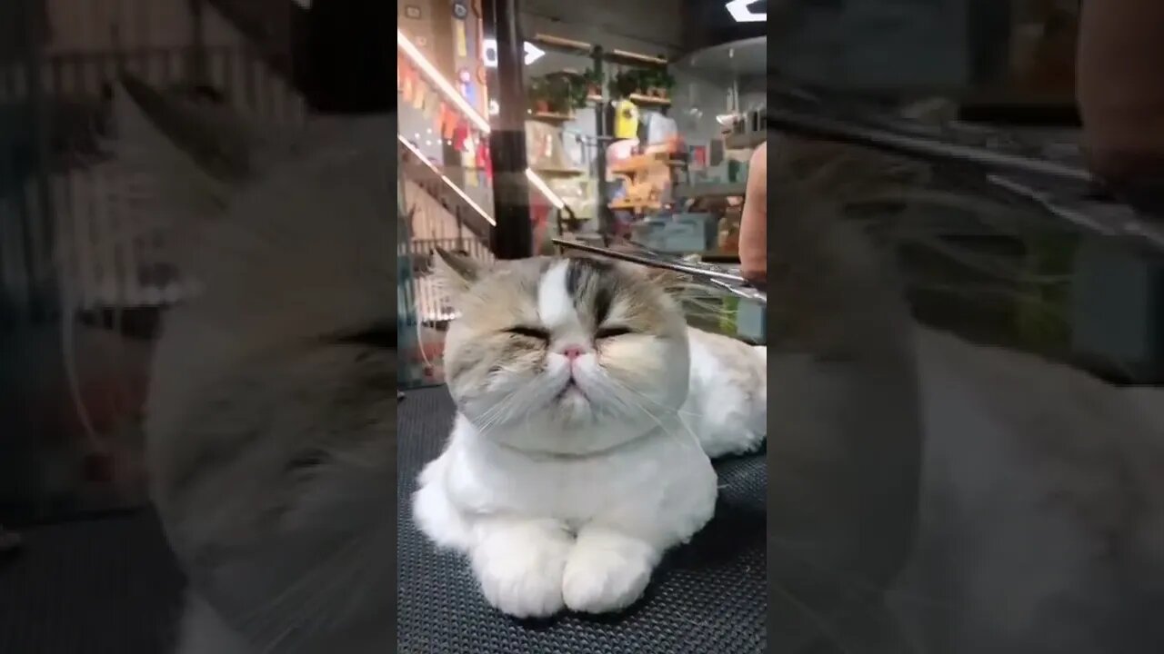 so cute cat