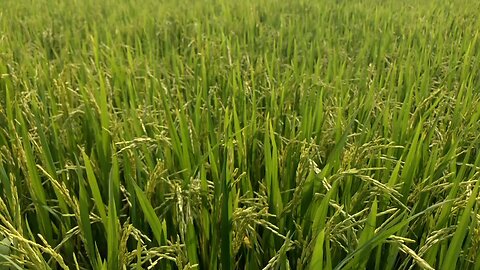 🥖🥖🥖Paddy field cooked rice🥖🥖🥖