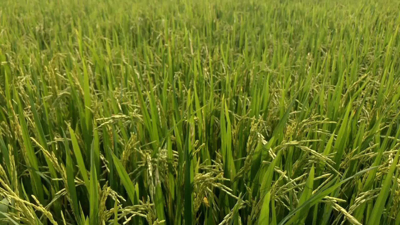 🥖🥖🥖Paddy field cooked rice🥖🥖🥖