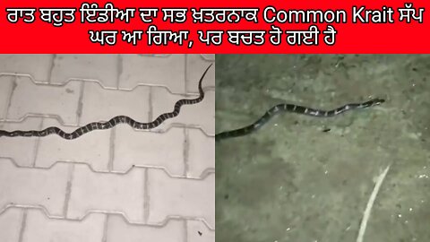 ਬਹੁਤ ਬਚਤ ਹੋ ਗਈ ਸਾਰੇ ਪਰਿਵਾਰ ਦੀ... ਰਾਤ ਇਹ ਕੌਮਨ ਕਰੇਟ ਸੱਪ ਘਰ ਗਿਆ, ਬਹੁਤ ਖਤਰਨਾਕ ਸੱਪ ਹੈ,