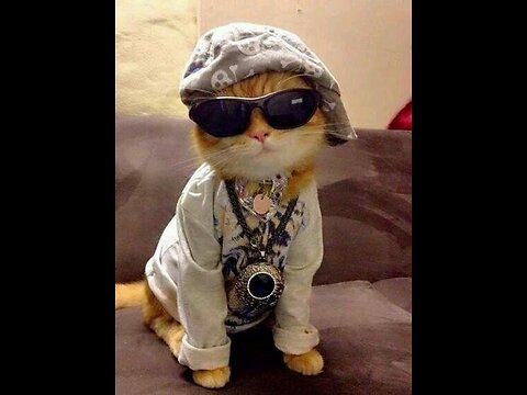 Funny Animals Compilation - Hilarious Pets You Have to See CatShows 9 followers