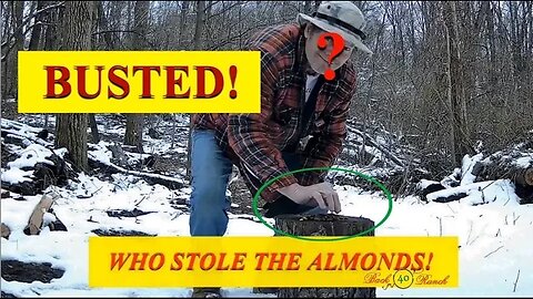 Almond thief caught on camera!