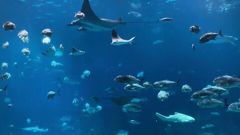 Just a short video of when I saw the aquarium in Atlanta