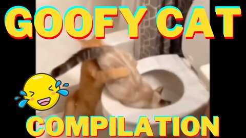 Goofy Cats Compilation - These Cats Will Make You Laugh