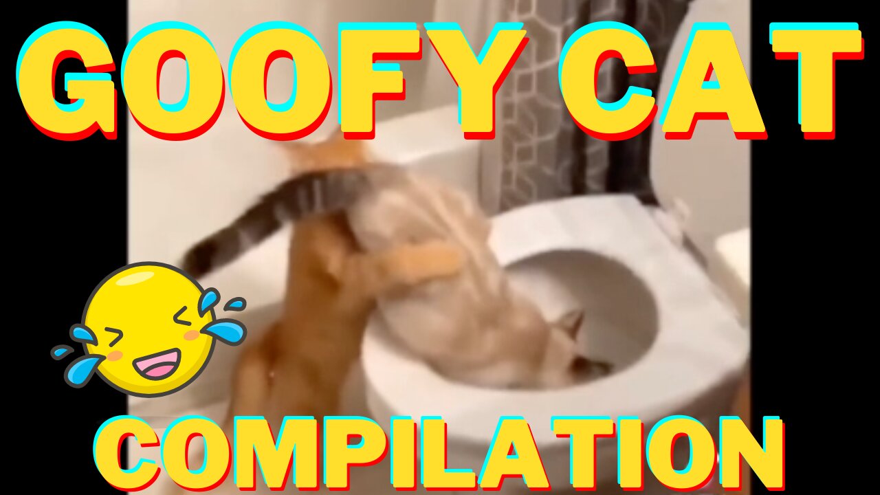 Goofy Cats Compilation - These Cats Will Make You Laugh