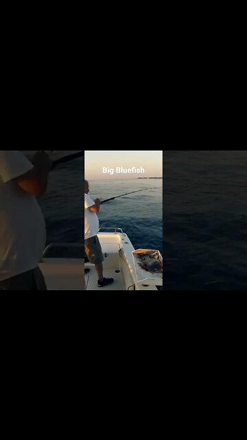 Fishing for Bluefish on live bait #bluefish #fishing #shorts