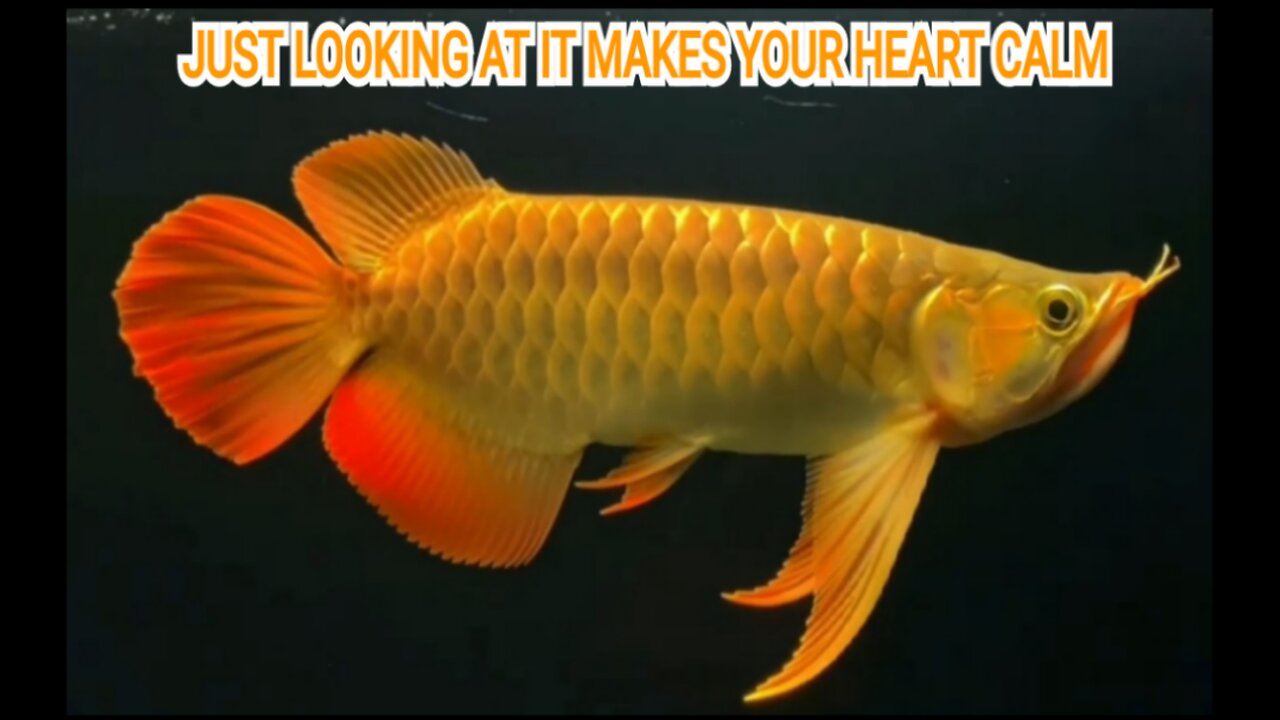 SUPER RED AROWANA DECORATIVE FISH THAT CALM THE SOUL