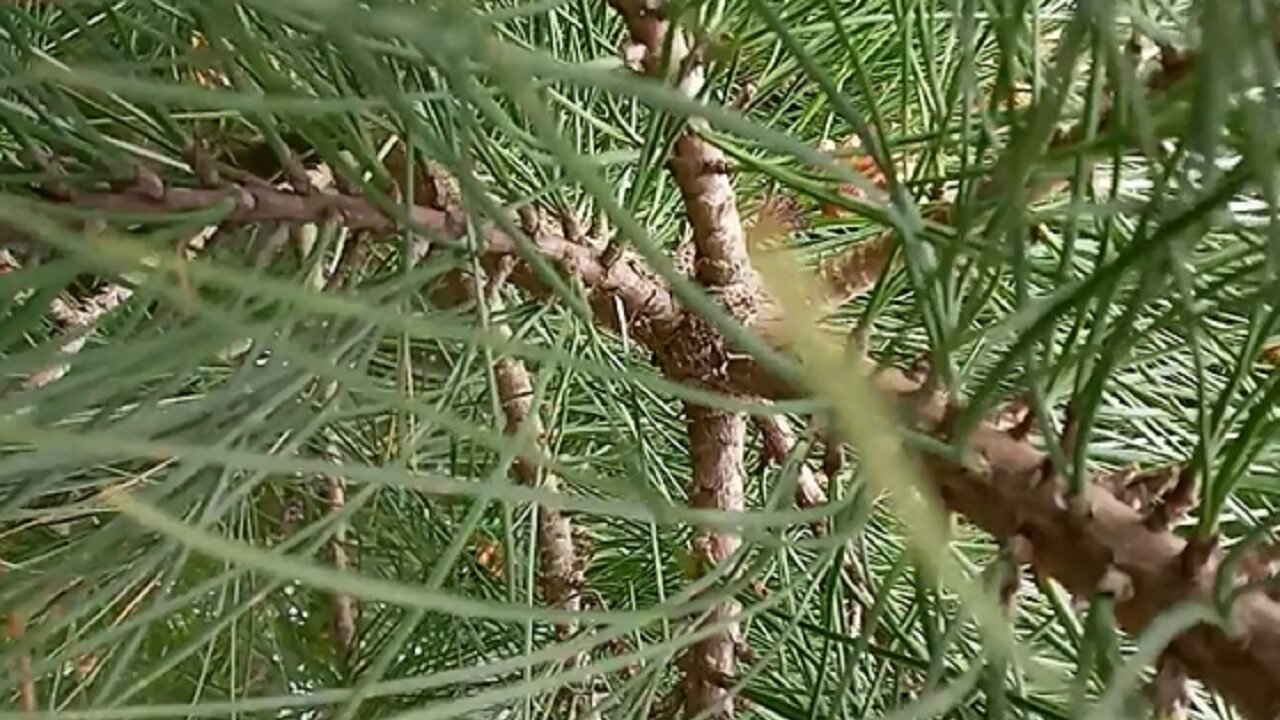 Pine Needle Tea Vid 2 - Preparation
