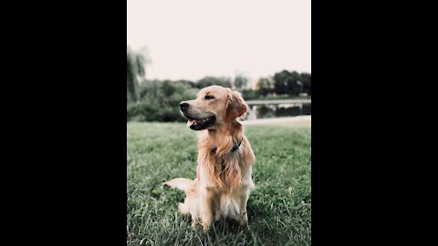 Is Your Dog Happy Or Sad? Ten (10) Signs Your Dog Is Happy With You!