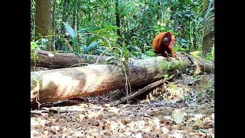 I think it is a monkey but it can be chimpanzee 😮