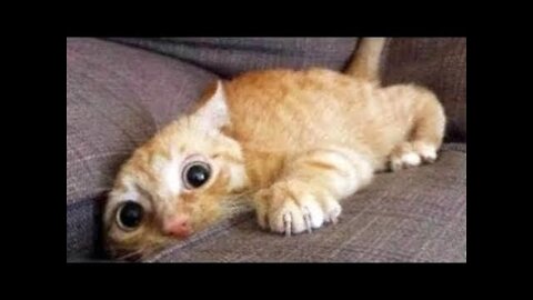 Cute And Funny Pets Try Not To Laugh To These Pets Compilation 11 Cutest Cats