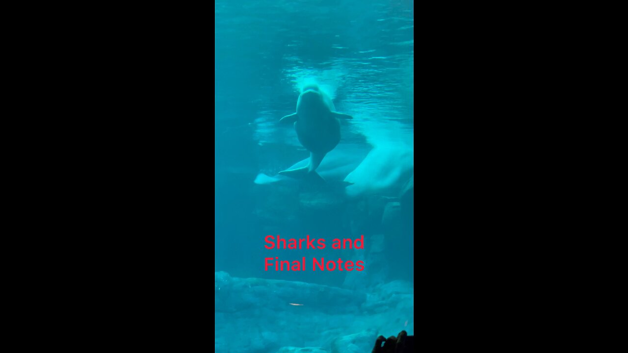 Belugas, Sharks, and Friendly Travel Advice