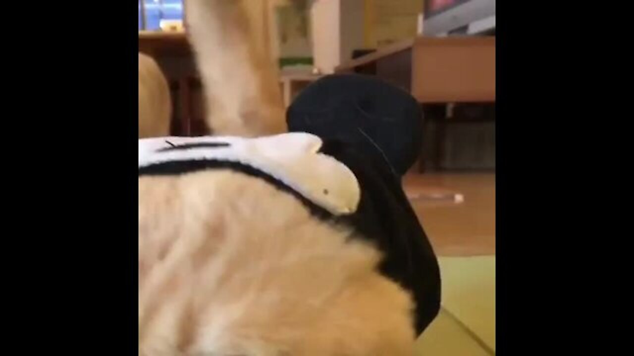 How beautiful this cat walks is amazing