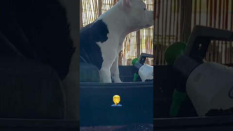 Pocket bully destroys.