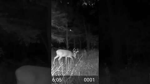 Night Stalker