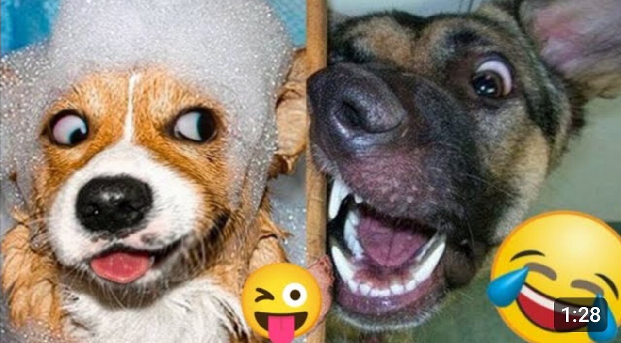 Funny pet's || Dogs funniest clips