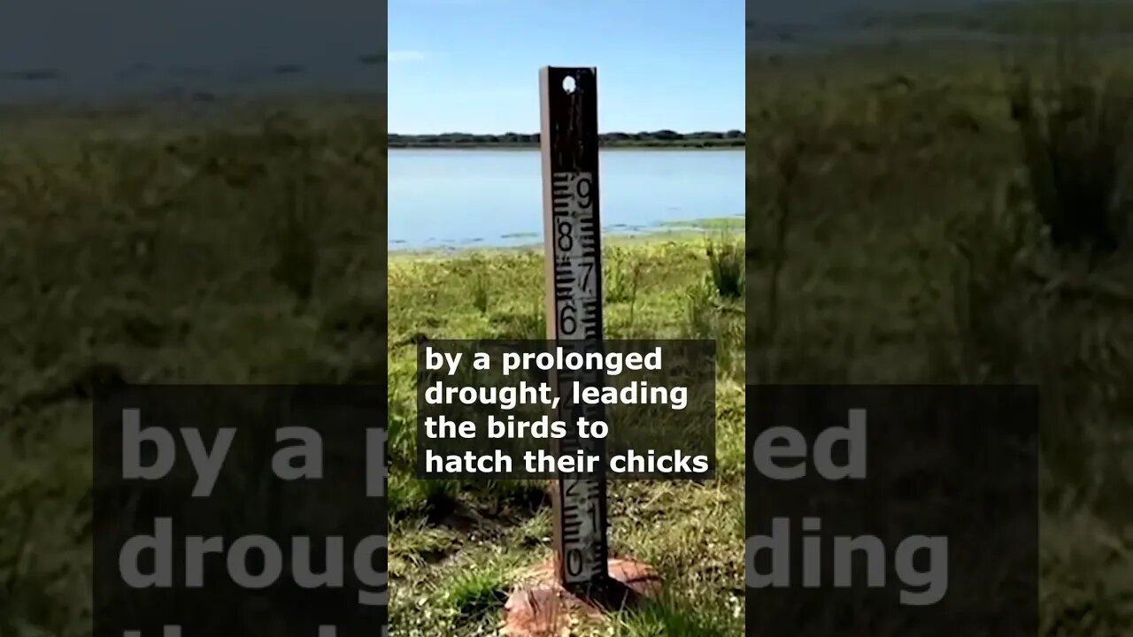 Drought Forces Flamingos to Abandon Spanish Wetlands #reels #short #shorts