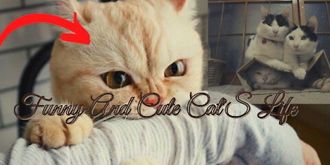 Funny and Cute Cat's Life