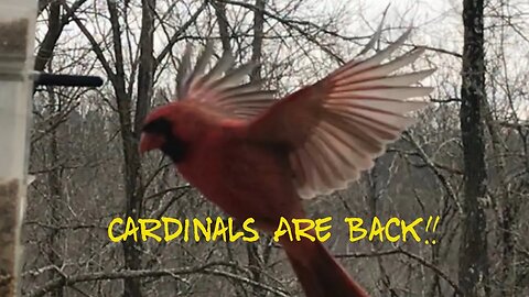 The Cardinal's Song: A Poetic Tribute to the Symbolic Bird #cardinals #shorts #prepperboss #spring