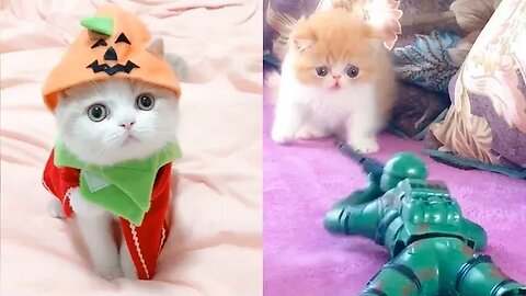 funny cut video//cute cat video funny video#viral #shortsvideo