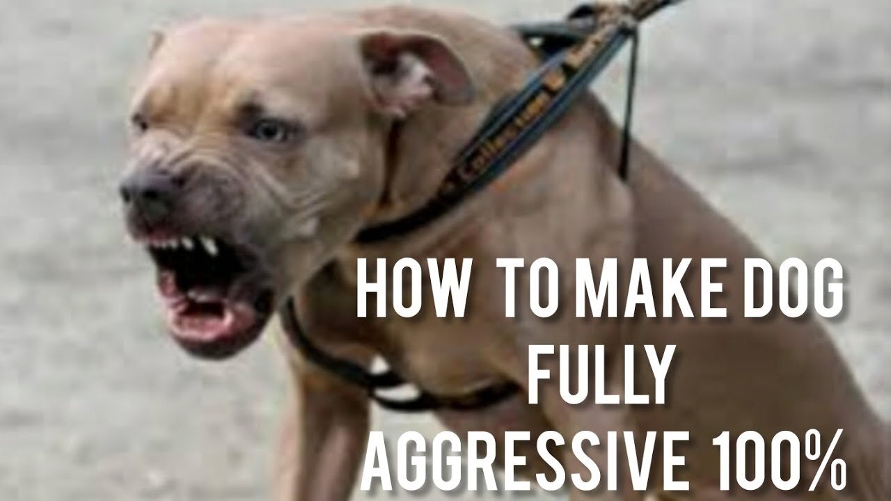 How To Make Dog Become Fully Aggressive With Few Simple Tips & Ticks