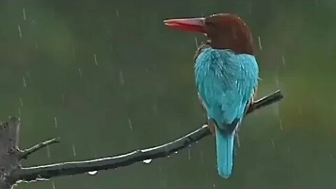 Suara Hujan untuk Tidur